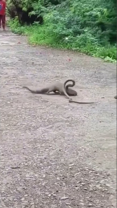 nevle aur saap ki ladai#fight between snake 🐍 and mongoose #naav aur saap me kaun jitega