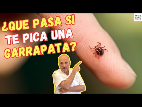 🚨¿QUE PASA SI