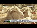 @Bereket TV   Hayvancılık Eğitim - Koyunlarda Doğum ve Kuzu Bakımı