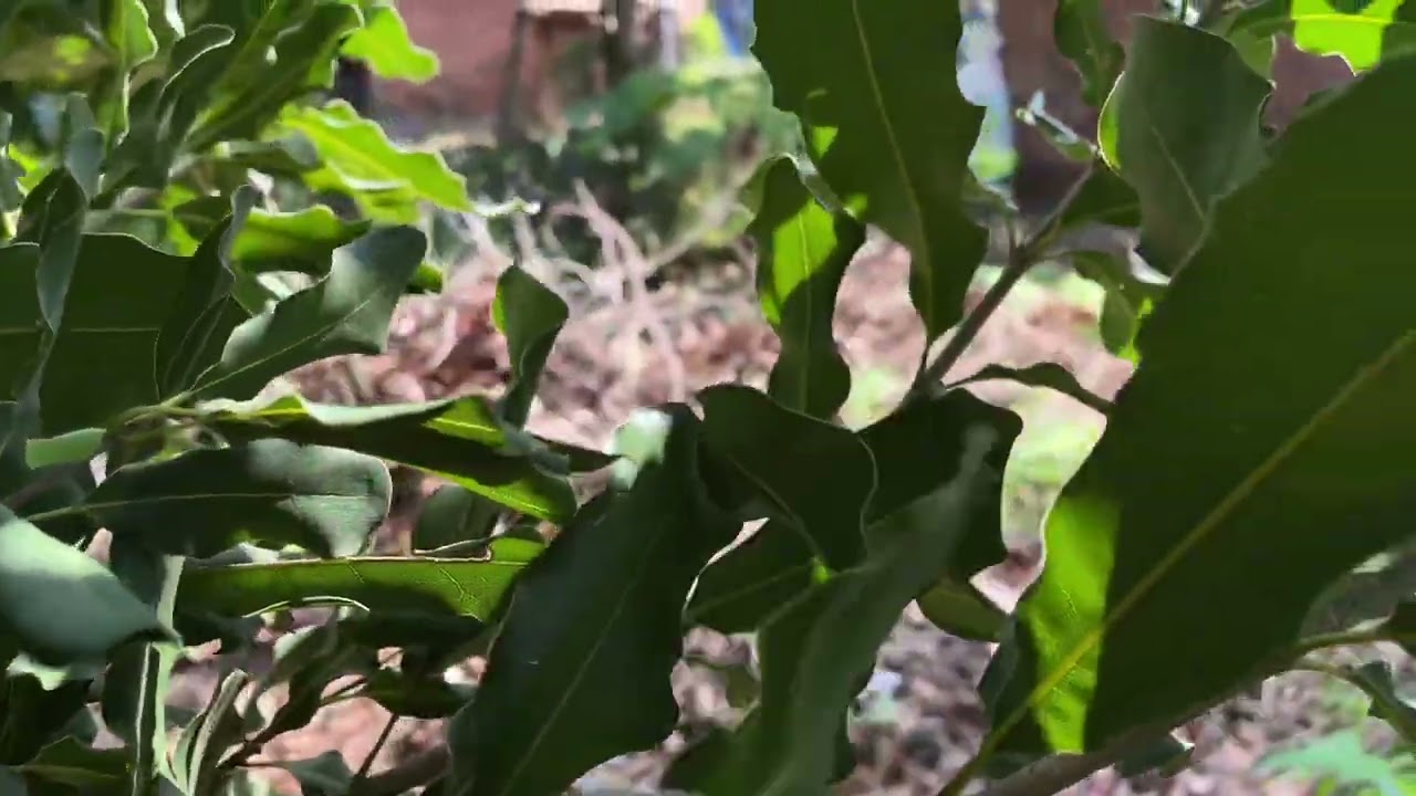 Cách làm bông mắc ca 2025/2026 , mắc ca Tây nguyên, mắc ca Đắk Lắk 