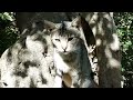 Sad Angry Cats Scene Cats meowing on Family Funny videos Compilation Mziwna