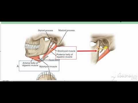 Suprahyoid muscles 5
