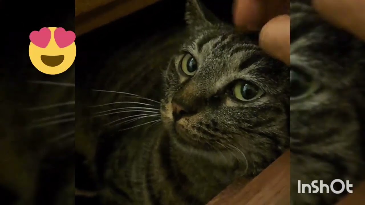 Stella boude dans le tiroir à chaussettes 🤪