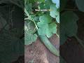🌿 My Green Kitchen Garden 🌱💚 | Bhindi & Tori Plants Update #Shorts #nature #organicgarden