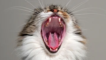 ¿Qué ruido odian los gatos?