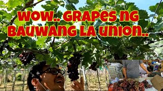 Grape picking sa bauang la union | Season na ba ng grapes nila?