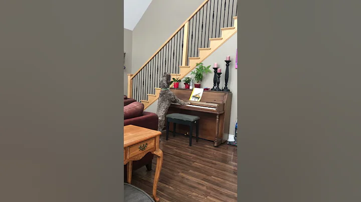 My Portuguese Waterdog sings while playing piano h...
