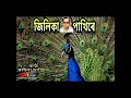 Jilika Pakhire (জিলিকা পাখিৰে) - by Raina Safrin. Mp3 Song