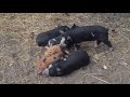 Cute sleeping piglets at midnights farm lopez island