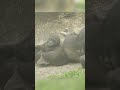 Gorilla familyplayful day #fypシ゚viral #fyp #Wildlife #gorilla #ZooAnimals l