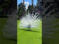 #peacock #nature #cute #love #animallover #animalshorts #viral #peacefulmusic #jaydeepjansari