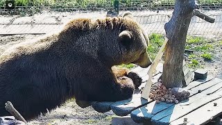 Пиф-паф ну, вороны, теперь держитесь!🐻🔫