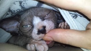 Manson the sphynx sucking on my finger by Katia Shifrin 7,313 views 9 years ago 33 seconds