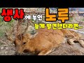 울타리망에걸린노루 구출하기~!!