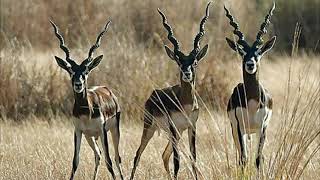 Blackbuck | Amazing Horns In The Animal Kingdom