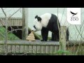 Christmas arrives early for Tian Tian at Edinburgh Zoo