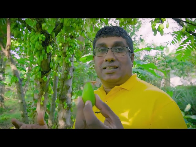 බිලිං වාරෙට කල් තබා ගන්නා ක්‍රමය | How to preserve bilimbi | Bilimbi Dehydration | Billin Wijalanaya