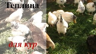 Содержание Кур в Теплице ... мой метод Содержание Кур в Теплице ... мой метод