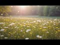 Golden Hour Wildflower Meadow | Samsung Frame TV 2 Hour Screensaver | 4K TV Art