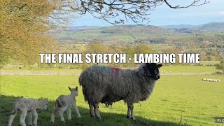 HANDS ON! Adoption, moving and MAY lambing! by Dale Farm 4,829 views 10 days ago 18 minutes