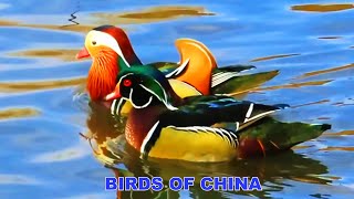 TOP 20 Most Beautiful Species Birds Of China You Won’t Believe Exist Ep.251025-3
