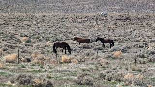 240507 Mustangs NV State Route 439 West