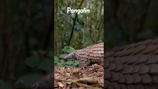 Most Rare Animal - Pangolin😱 Explained #shorts #facts #pangolin #animals #amazingfacts #factnexa