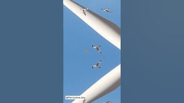 Wind Turbines Kill Thousands of Birds—But This Trick Saves Them!