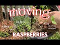 How to Transplant Raspberry Plants | Moving and Dividing Raspberries for a Healthier Garden