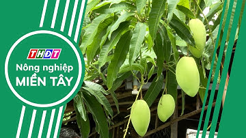 Nông dân Trần Văn Đậm: Người "giữ lửa" cho xoài cát Hòa Lộc | Nông nghiệp Miền Tây