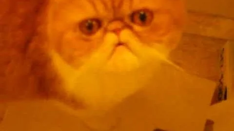 Watch the video about Exotic shorthair cat meows