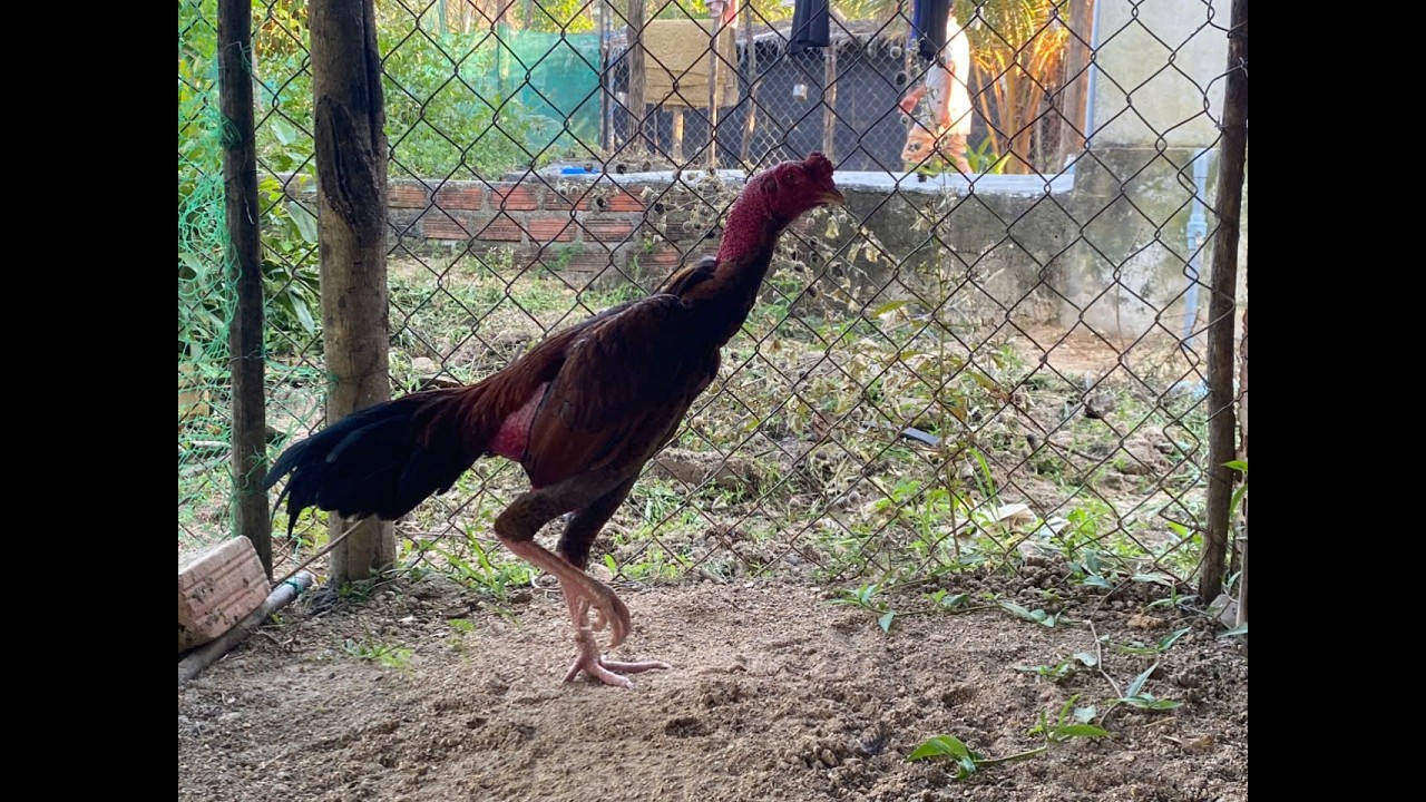 Gà trống đẹp chuẩn vip