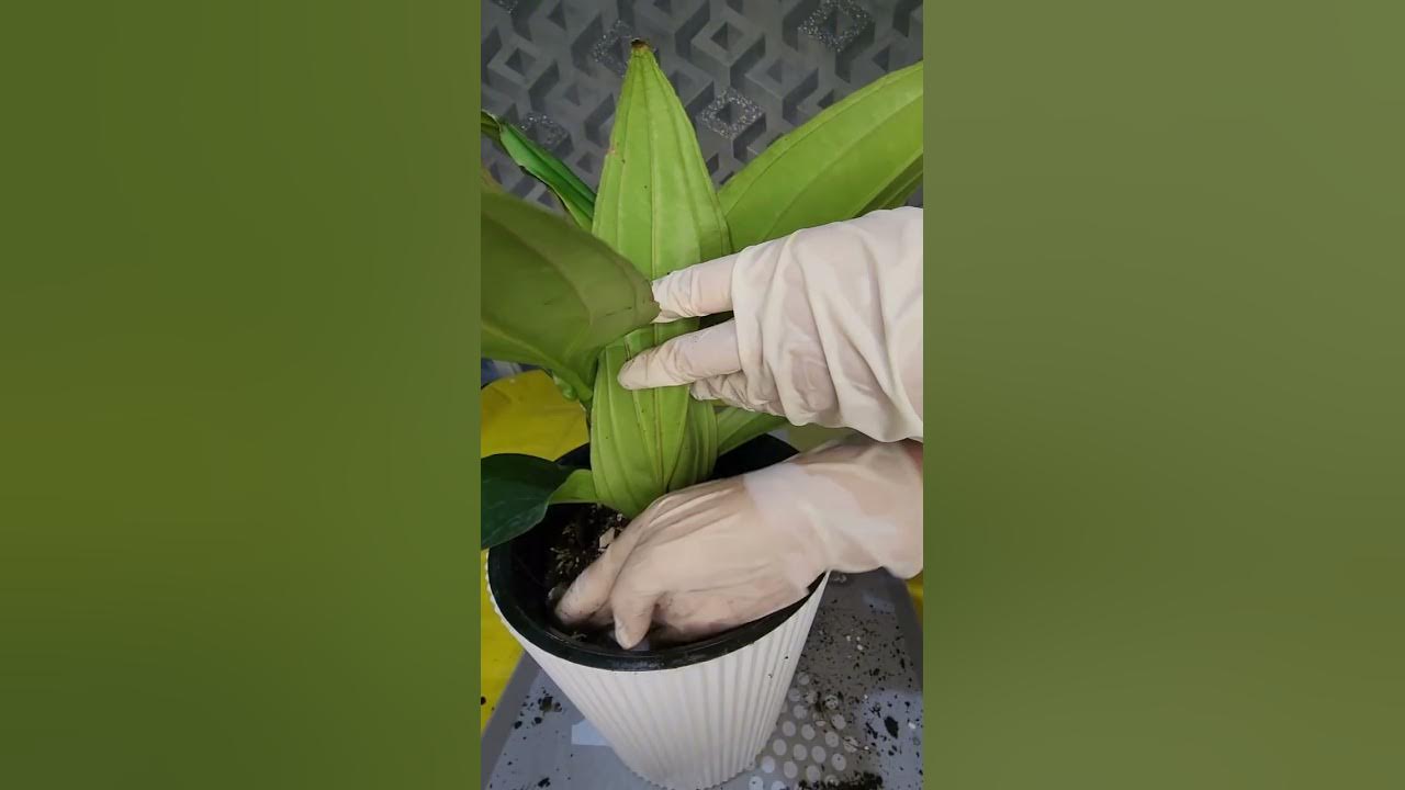 Yiglaydi va eshakda beradi Kelinining onanizmiga josuslik qilish