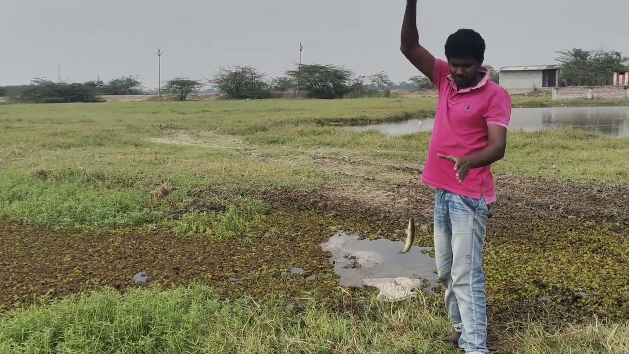 Guru korameenu chepa pillalu pottu pottu paddayyyy 