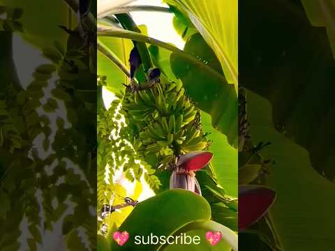 #shorts #viral #natural