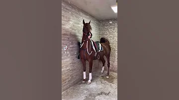 اجمل الخيول العربية الاصيلة 