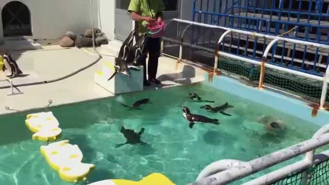 おすすめ動画 おたる水族館のペンギンショー 芋の独り言