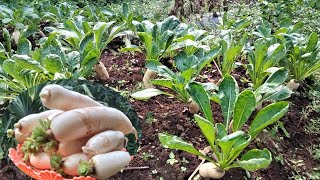 cara menanam lobak dari benih sampai panen || How to grow white turnips from seed to harvest