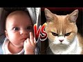 Life Funny Pets - Angry Funny Cats | Funny Cat Reaction Videos