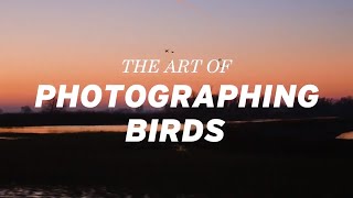The Art Of Photographing Birds with Frans Lanting ( Trailer) | CreativeLive
