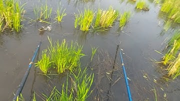 Kích cá trúng cá lóc cá rô phi thấy mê | kích cá miền tây 