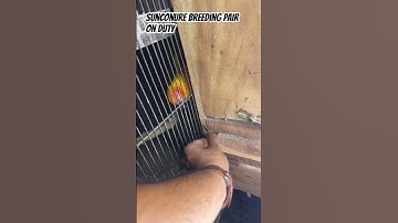 Sunconure breeding pair on eggs / sunconure breeding tips