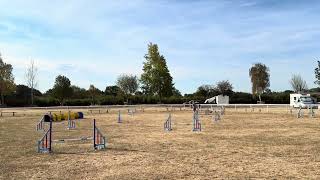 Competing - Henry - Agility Vision Any Size (49) - 14/08/26
