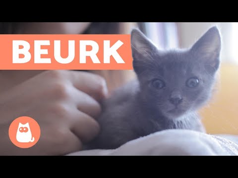 Vidéo: Alors, pourquoi les chats noirs sont-ils considérés comme malchanceux?