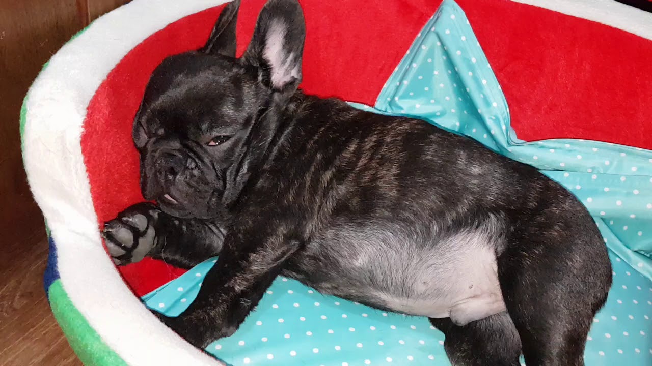 little frenchie snoring. YouTube