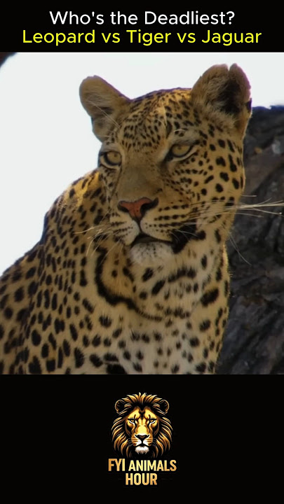 Who's the Deadliest Leopard vs Tiger vs Jaguar