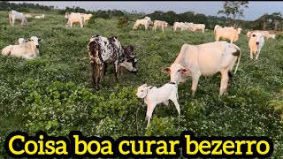 Vamos curar bezerro