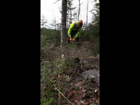 Wedging down small diameter trees