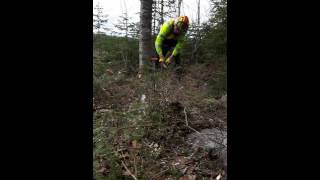 Wedging Down Small Diameter Trees