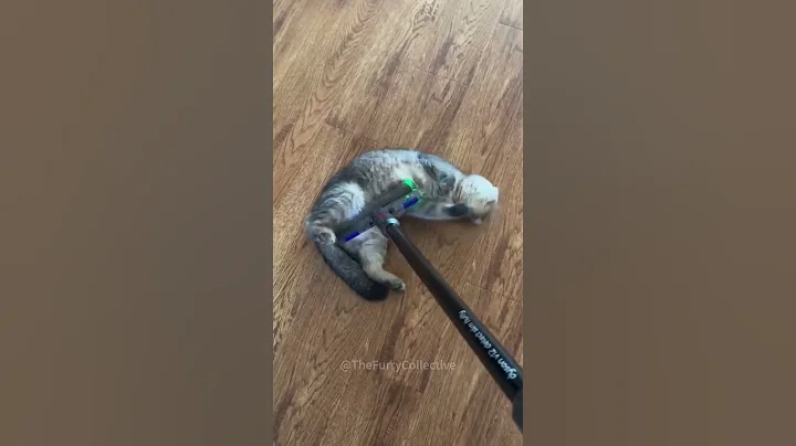 Video 5973421: dogs pets laugh, pet cute dog, funny cat